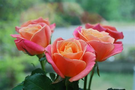 beautiful roses pictures images|types of roses with pictures.